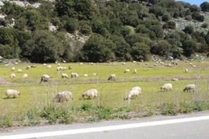 Airport Transfer Crete – 105 Olives Greece | Luxury Private Experiences