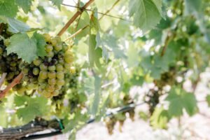 Crete Off The Beaten Path – 105 Olives Greece | Luxury Private Experiences