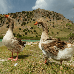 Crete Villa Rental With Concierge – 105 Olives Greece | Luxury Private Experiences