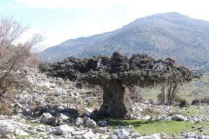 Crete Vip Transfer – 105 Olives Greece | Luxury Private Experiences