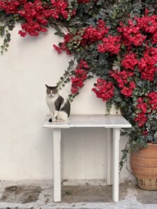 Day Tours Crete – 105 Olives Greece | Luxury Private Experiences