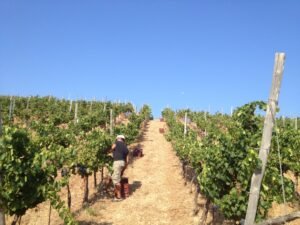 Elafonisi Private Tour – 105 Olives Greece | Luxury Private Experiences