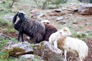 Greece Island Hopping Private – 105 Olives Greece | Luxury Private Experiences
