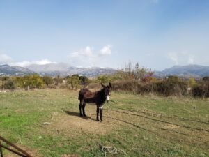 Personal Assistant Crete Travel – 105 Olives Greece | Luxury Private Experiences