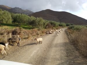 Private Tours Santorini – 105 Olives Greece | Luxury Private Experiences