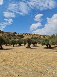 Rethymno Private Tour – 105 Olives Greece | Luxury Private Experiences